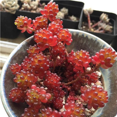 水水多肉 红色浆果 多肉植物 小群 小萌物 易群生 易爆头 满包邮