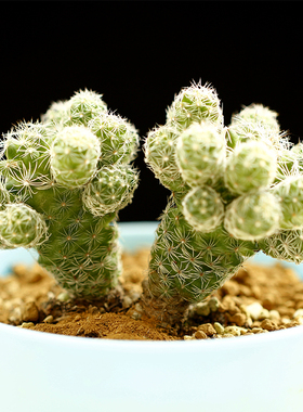 多肉植物白鸟银手指仙人球 超级多小仔 熊的私家花园