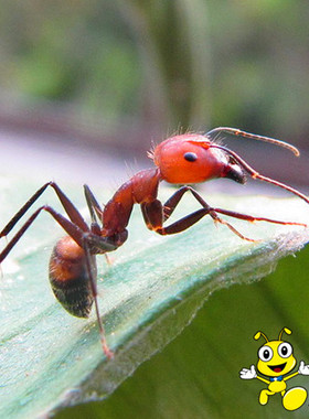 伊大头蚁pheidole yeensis ‖限时特价,预售