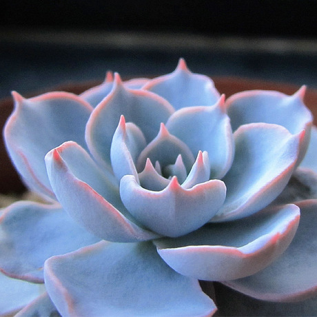 多肉植物 皮氏蓝石莲 蓝石莲 蓝色石莲花 室内防辐射桌面盆栽