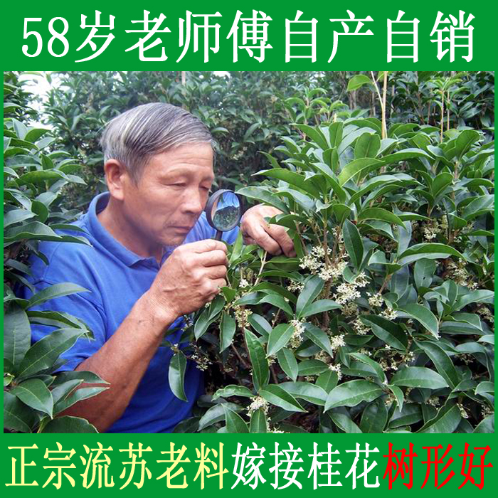 

Jiangsu seedlings 12