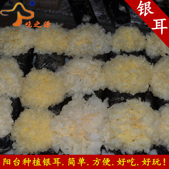 

The source of bacteria