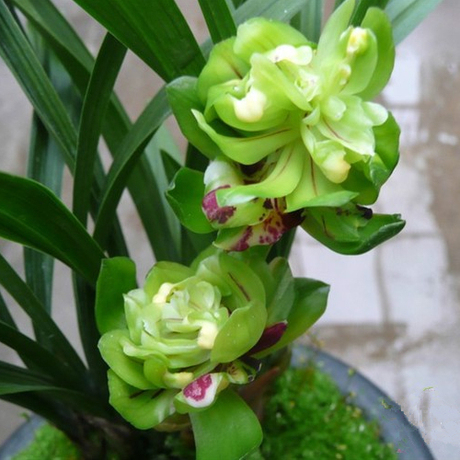 兰花 春兰 九仙牡丹 兰中绝品 清香 绿植盆栽