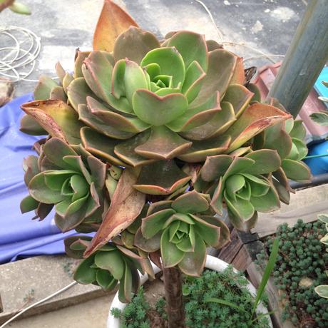 镜狮子 多肉法师莲花掌多头老桩全国38元起包邮