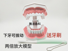 3D модель члена