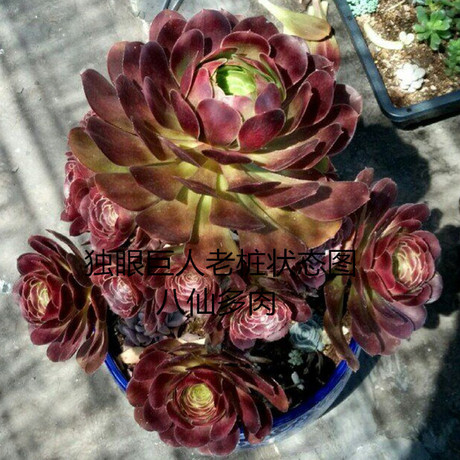 圆叶黑法师 又叫独眼巨人 多肉法师