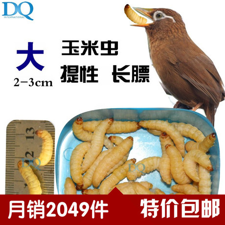 大玉米蟲活體畫眉鳥食葡萄蜜蟲靛頦飼料上性長膘鳥食釣魚餌dq包郵