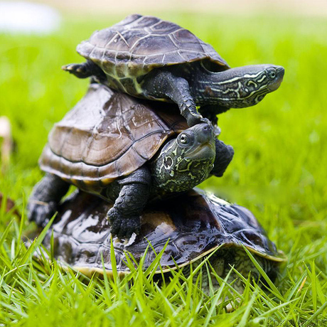 爱逛街为您找到宠物乌龟相关的宝贝,您可以在下面的板块中挑选喜欢的