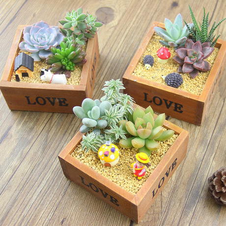 包邮diy多肉植物组合盆栽办公室桌面多肉绿植拼盘创意生日礼物