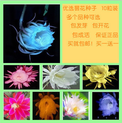 包邮高档绿植阳台盆栽紫色昙花种子俗称月下美人 多色昙花10粒装