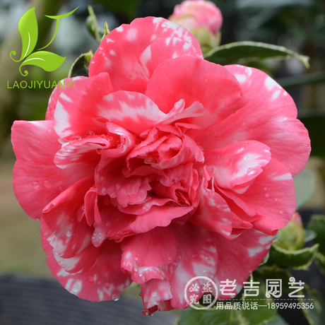 弁天神乐茶花树苗绿植茶花盆栽庭院茶花苗花卉观花植物山茶花苗