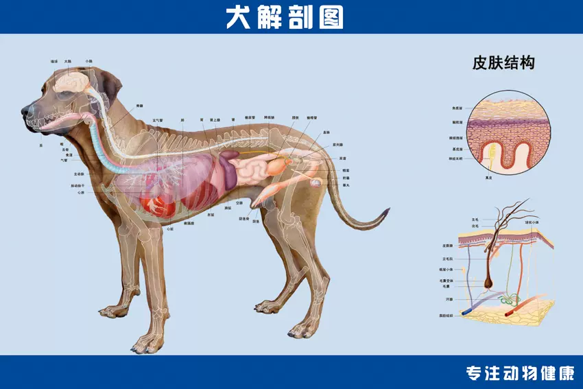 犬骨骼图解剖图宠物狗解剖挂画结构狗骨头装饰自粘海报宠物店贴画