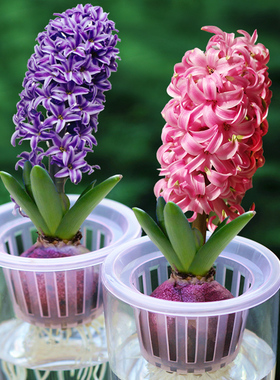漳州绿源花卉种植园实生小仙人球黄雪光批发 尺寸 1-1.5cm