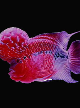 观赏鱼 热带鱼 三色神仙鱼 小红头三色 神仙鱼 红头三色