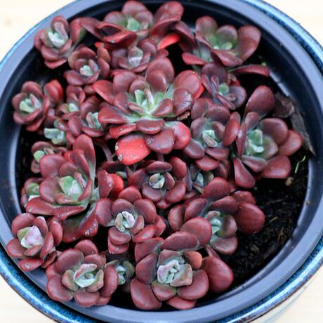 小楠多肉铺 带香味多肉植物欧货进口状态好红色13cm群生带盆 红霜