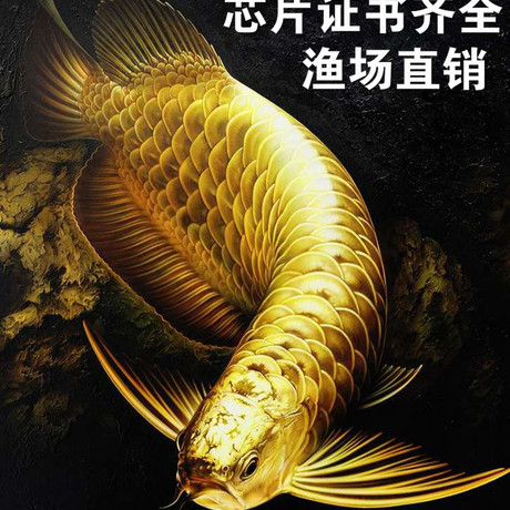 爱逛街为您找到食人鱼鱼苗相关的宝贝,您可以在下面的板块中挑选喜欢