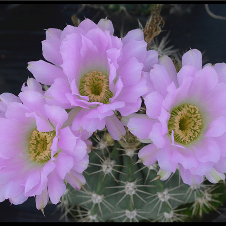 有刺萼属 a.klimpelianum 仙人球 15年5月自采 凤冠 种子25粒