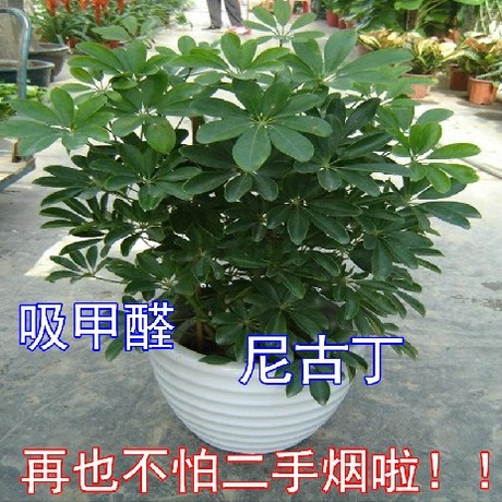 包郵 室內盆栽植物 招財樹 鴨腳木 八方來財淨化空氣 防輻射