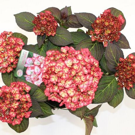 进口绣球鲜花里普尔(涟漪)1只装