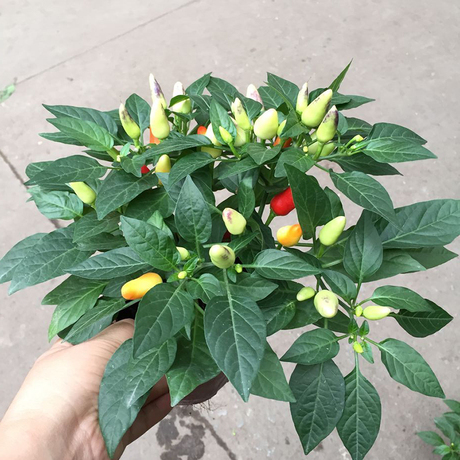 庭院阳台花卉植物盆栽观赏五彩椒带果发货趣味四季蔬菜绿植辣椒苗