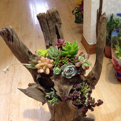 多肉花盆树根花盆木头花盆多肉植物盆栽枯木朽木树桩空气凤梨木头