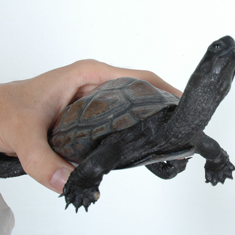 极品墨龟 公草 公龟半墨 镇宅乌龟(包风险 保证健康)中华草龟