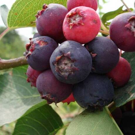 桤叶唐棣树苗 加拿大引进 第三代高钙水果 营养 甜度大 花果俏丽