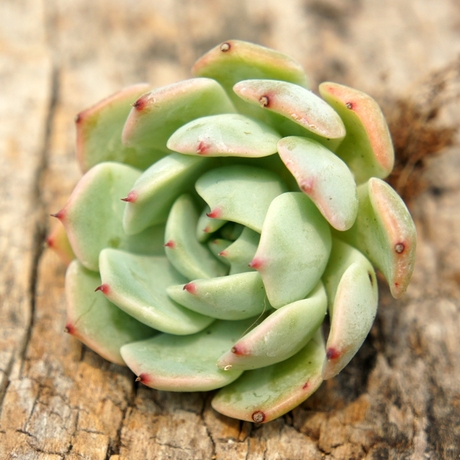 芷秋原 进口多肉植物 野玫瑰之精 红爪