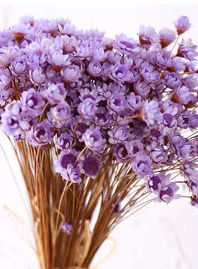 兔尾草 干花插花真花干花束客厅装饰摄影道具花家居花瓶真花家居