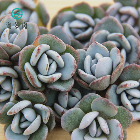 淘多肉 红雪莲 雪莲小苗 播种实生有根韩国进口多肉植物已修根