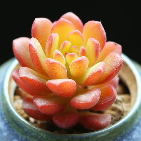 壹分皿 多肉植物塔洛克单头景天科多肉 肉肉办公室奇趣绿植盆栽