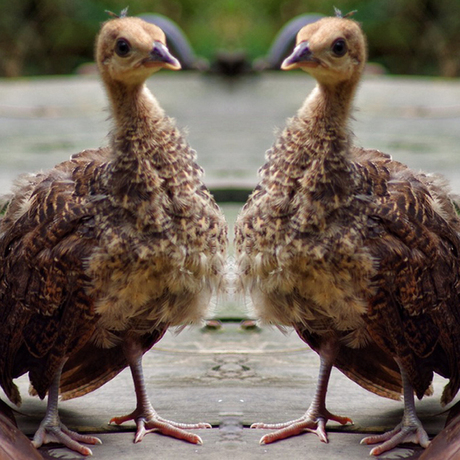 蓝孔雀苗 孔雀蛋 正宗观赏鸟宠物鸟幼鸟活体 全国发货 量大包邮