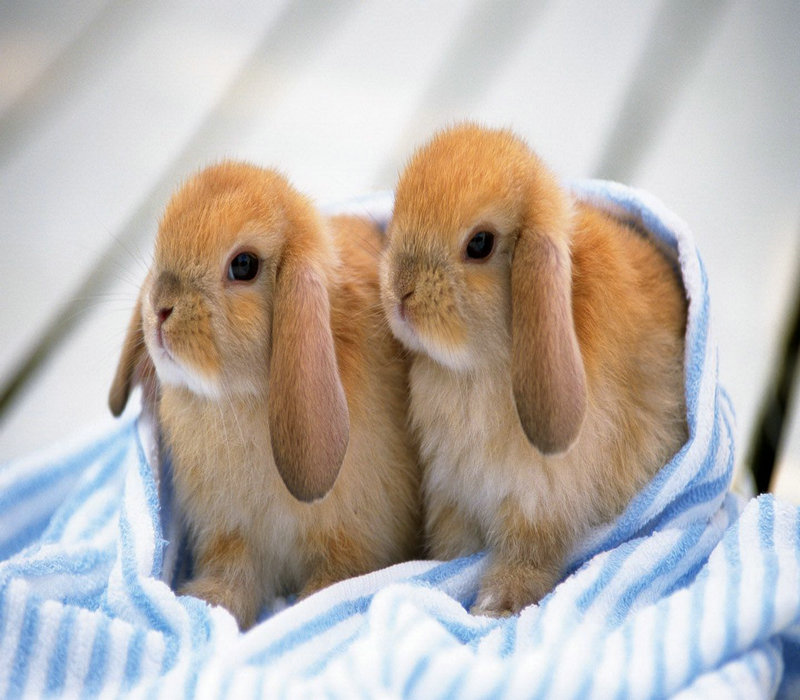 

Кролик Pet rabbits 2356