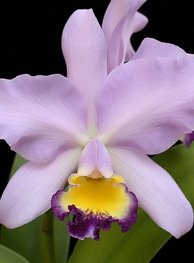 兰花洋兰-卡特兰-epc.middleburg 米德尔堡 浓香 花茎长(特价)