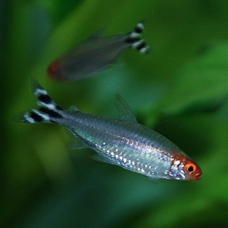 爱逛街为您找到剪刀鱼相关的宝贝,您可以在下面的板块中挑选喜欢的