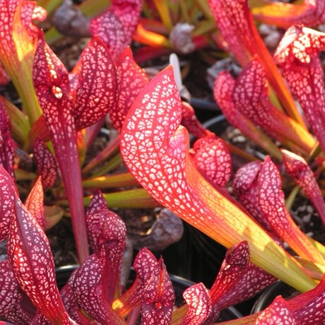 食虫植物&mdash;猩红瓶子草