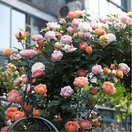 现货【虞城园艺】夏洛特女郎 藤本月季品种 特性枝条细软