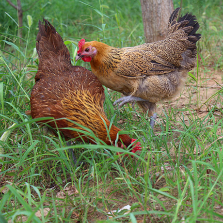 【正宗土鸡】_散养土鸡图片_正宗农家土鸡价格_搭配分享 - 爱逛街