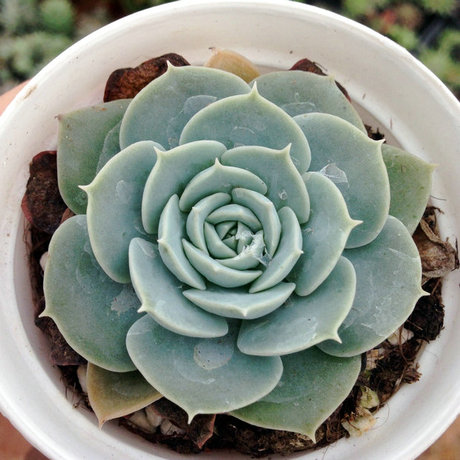 叶之家 多肉植物 鲁氏石莲花 带杆子 品优 实拍 满39包邮