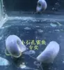Товары от 小石凶猛鱼六角活体水族店
