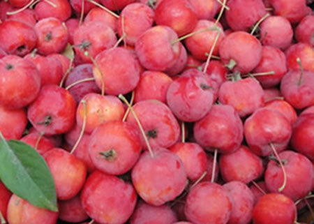 怀来特产 冻海棠果解冻即食海棠 红海棠果 怀来海棠果