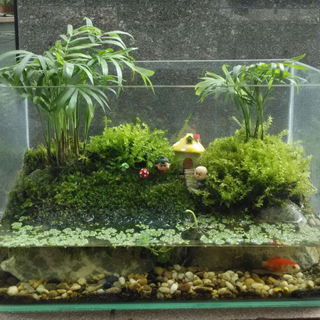 水陆缸 苔藓微景观 两栖雨林 生态瓶 创意绿植礼品办公室植物盆栽