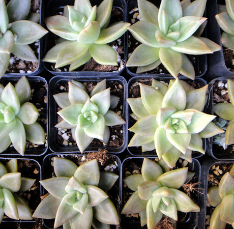 友汉园艺 进口多肉植物 银冬云 限时优惠中