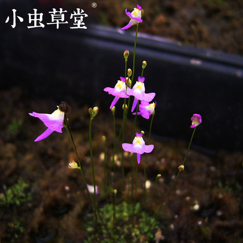 

Insects Cottage (Utricularia Warburgii)