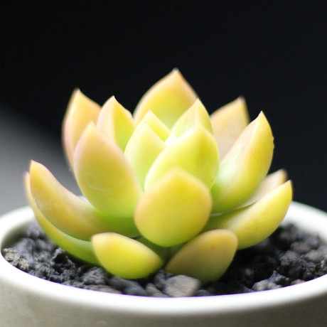 5cm黄丽多肉植物 新手养肉肉植物必备的普货品种