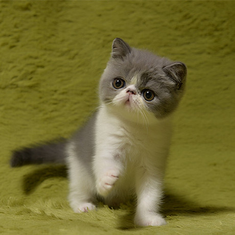 【三维猫舍】cfa蓝白色异国短毛猫 加菲猫 dd(有视频,在新家)