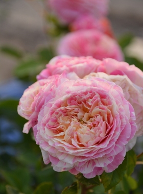 lx111 日本月季 misaki /美咲