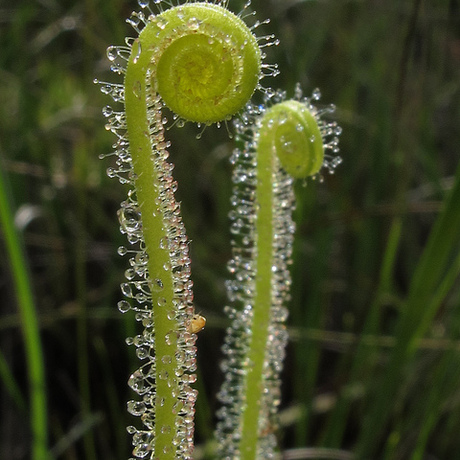 食虫植物 绿丝叶茅膏菜 驱蚊趣味 室内盆栽 送盆土 新店特价