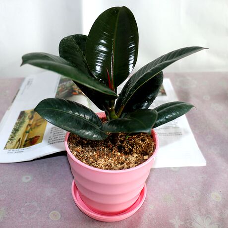 【天天特价】橡皮树盆栽包邮橡皮树盆栽大橡皮树小苗吸甲醛橡皮树