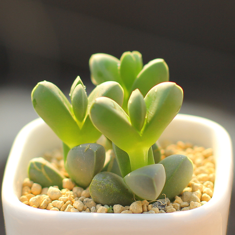 鹿角海棠 多肉植物绿植小盆栽办公室装饰小盆栽室内盆栽种植